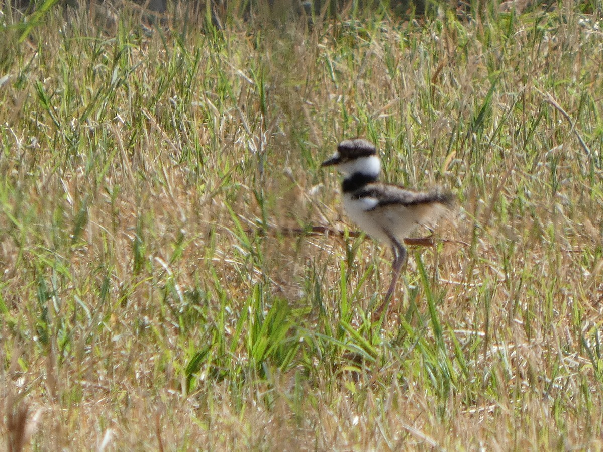 Killdeer - ML635138401