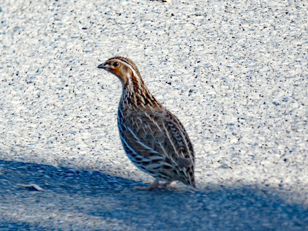 Stubble Quail - ML635138559