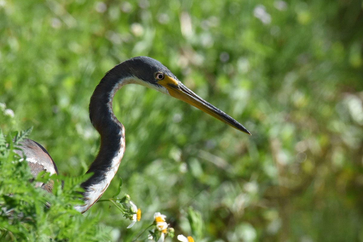 Dreifarbenreiher - ML635138761