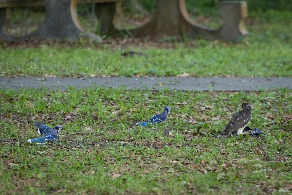 Blue Jay - ML635138785