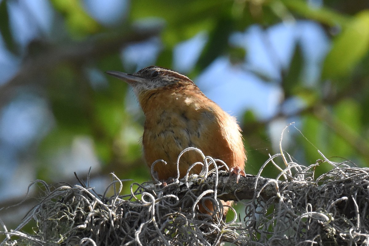 Carolinazaunkönig - ML635138793