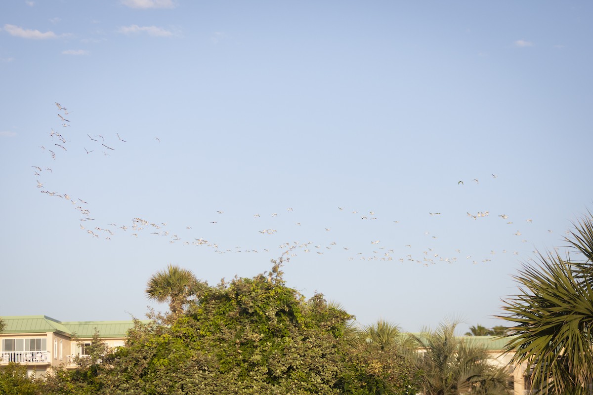 White Ibis - ML635138798