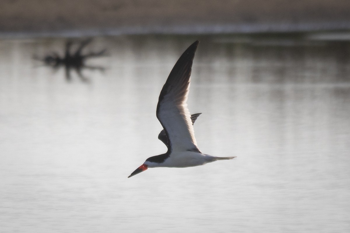 Black Skimmer - ML635138814