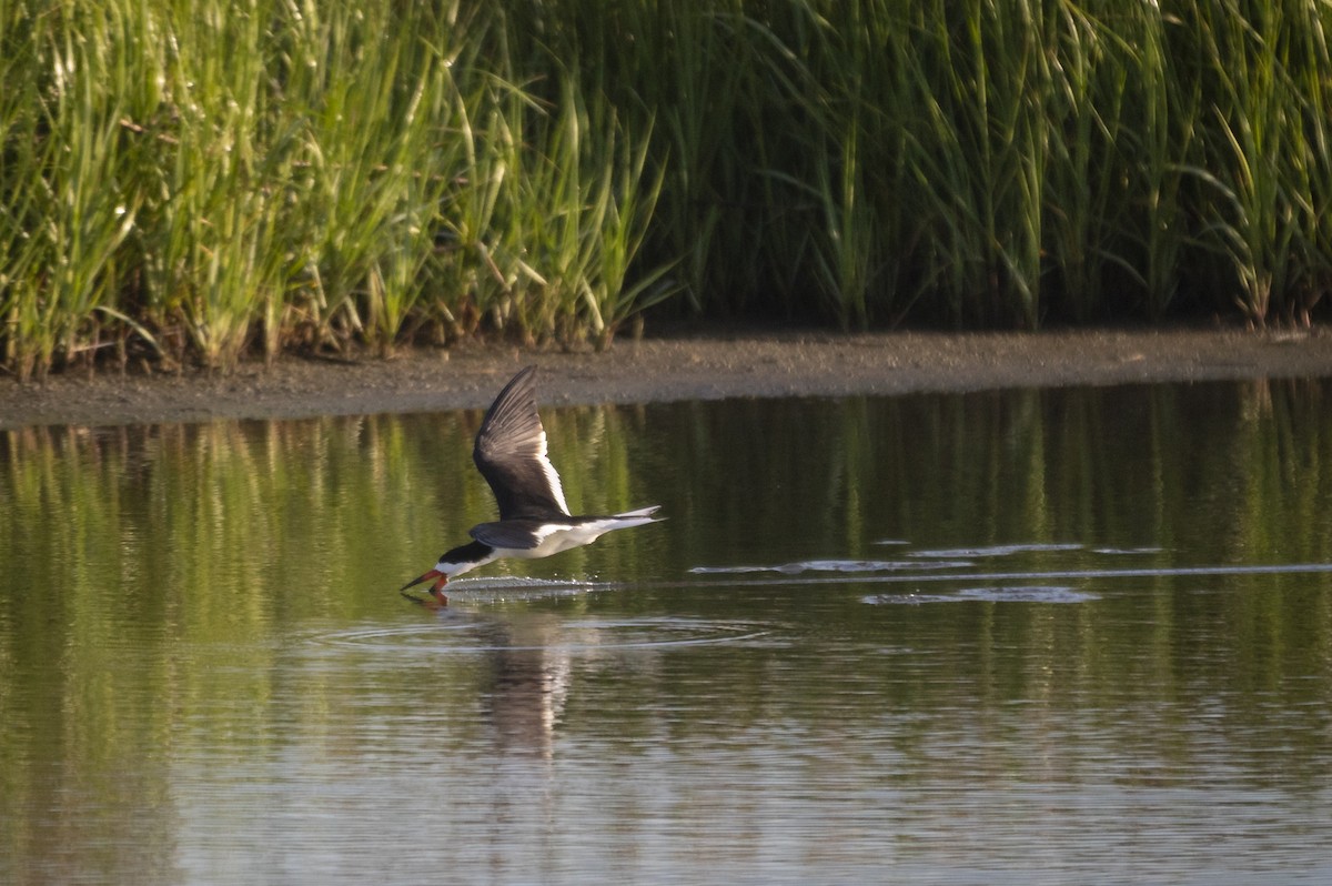Black Skimmer - ML635138815