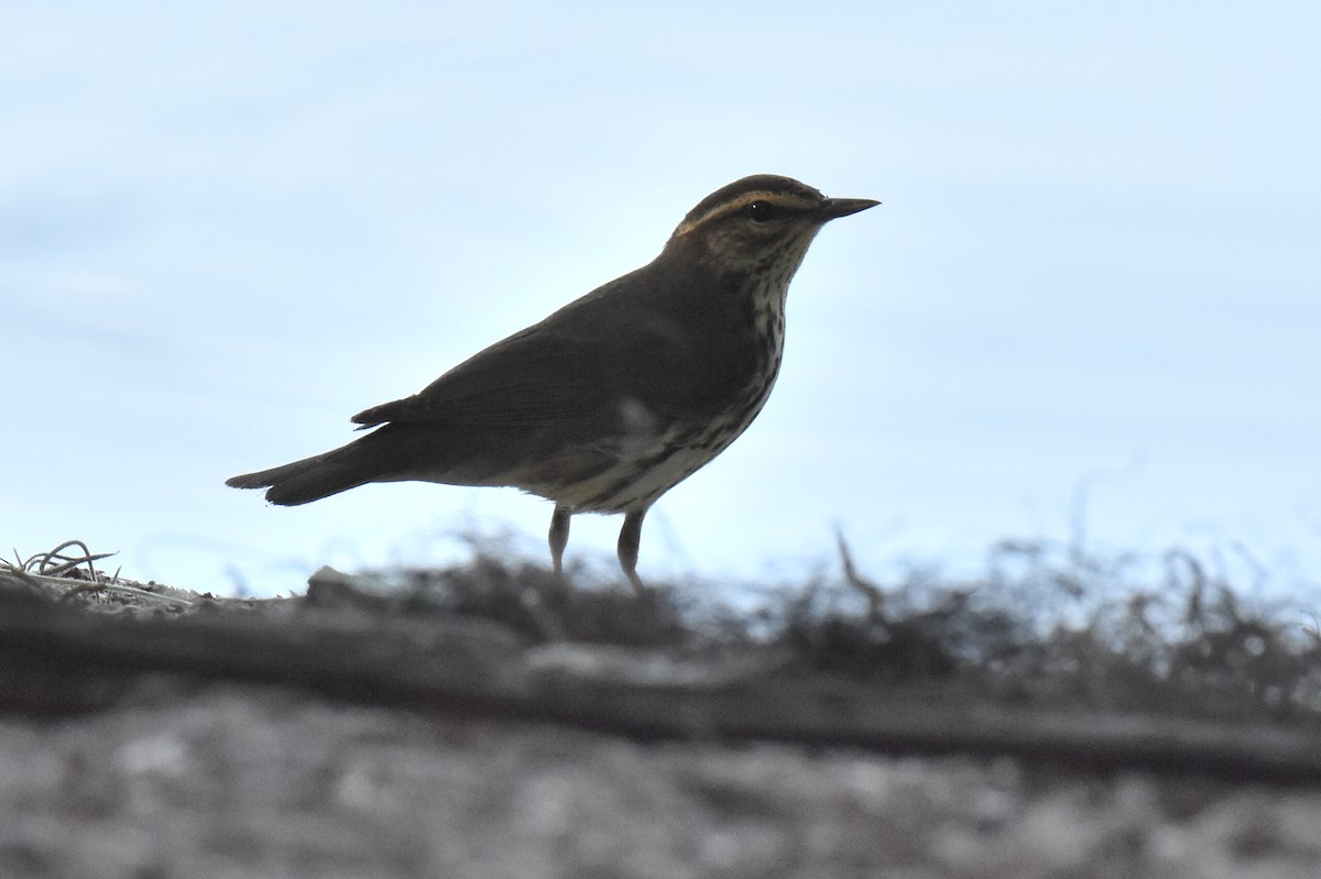 Drosselwaldsänger - ML635138822