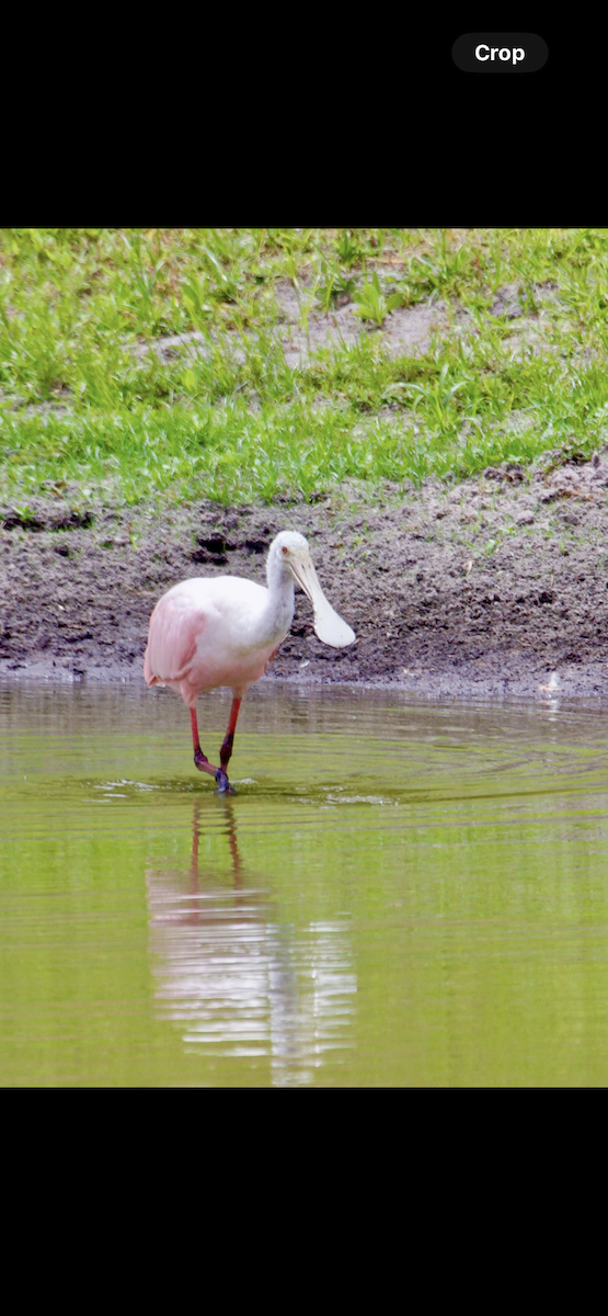 Roseate Spoonbill - ML635138848