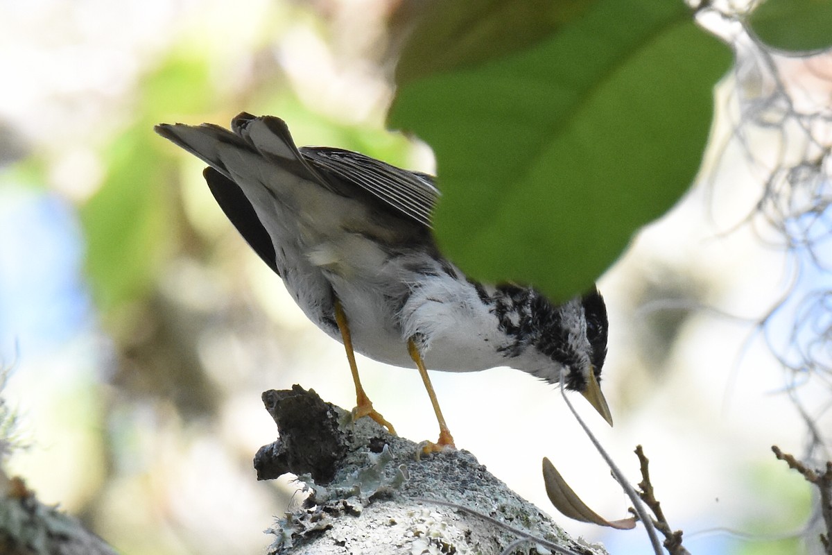 Streifenwaldsänger - ML635138869