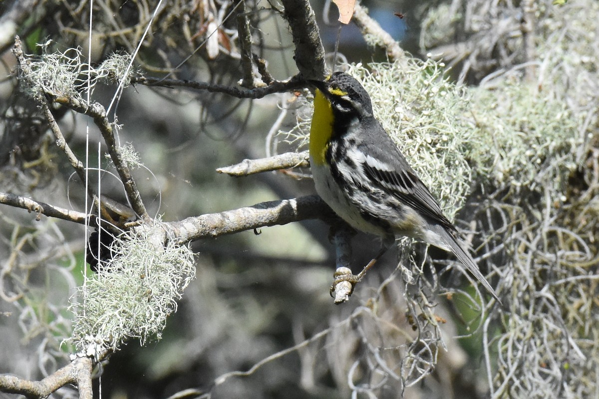 Goldkehl-Waldsänger - ML635138896