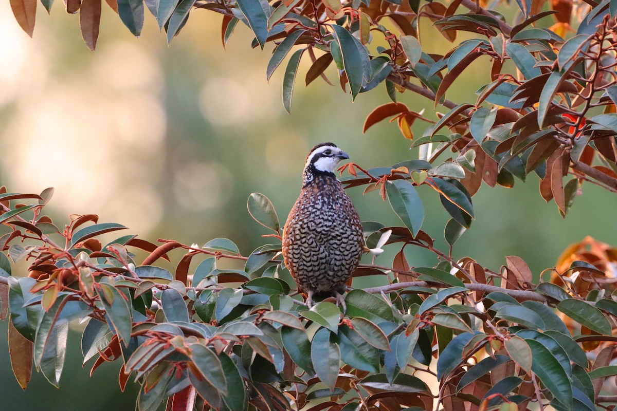 Northern Bobwhite - ML635138952