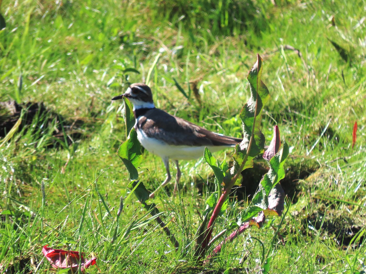 Killdeer - ML635138959