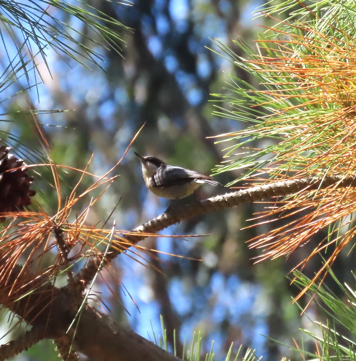 Pygmy Nuthatch - ML635139020