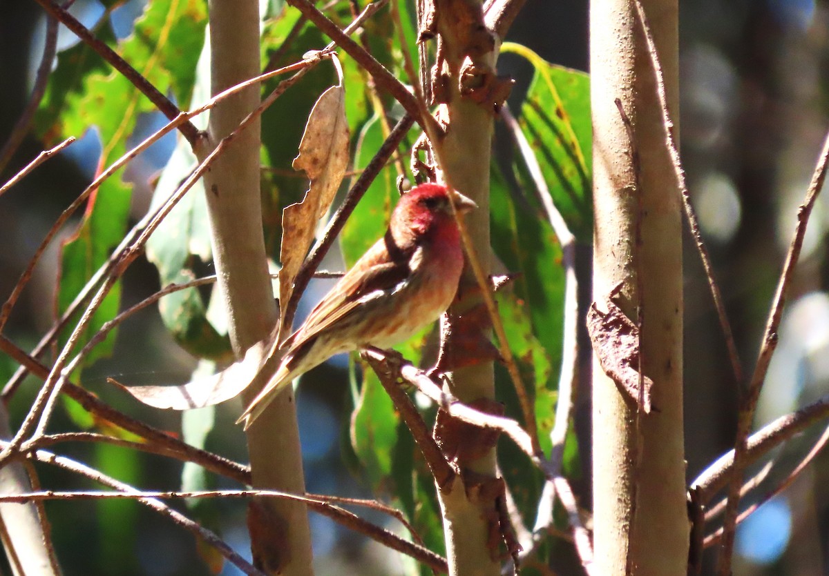 Purple Finch - ML635139071