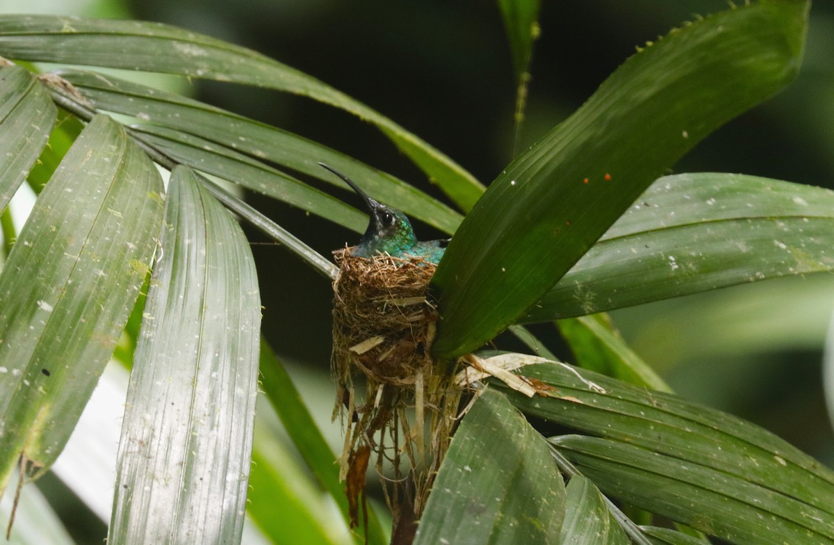 White-tailed Sabrewing - ML635139157