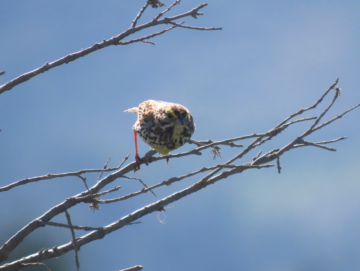 Savannah Sparrow - ML635139174