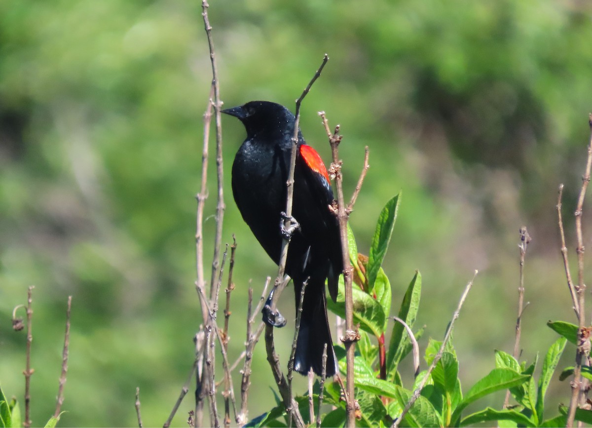 Red-winged Blackbird - ML635139220