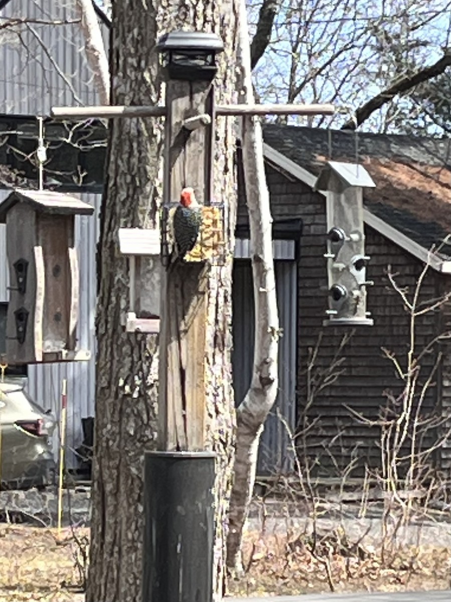 Red-bellied Woodpecker - ML635139299