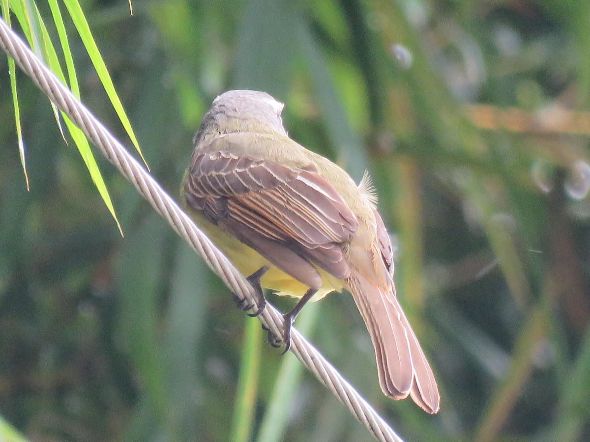 Golden-bellied Flycatcher - ML635139302