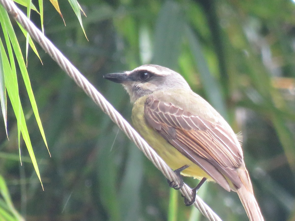 Golden-bellied Flycatcher - ML635139303