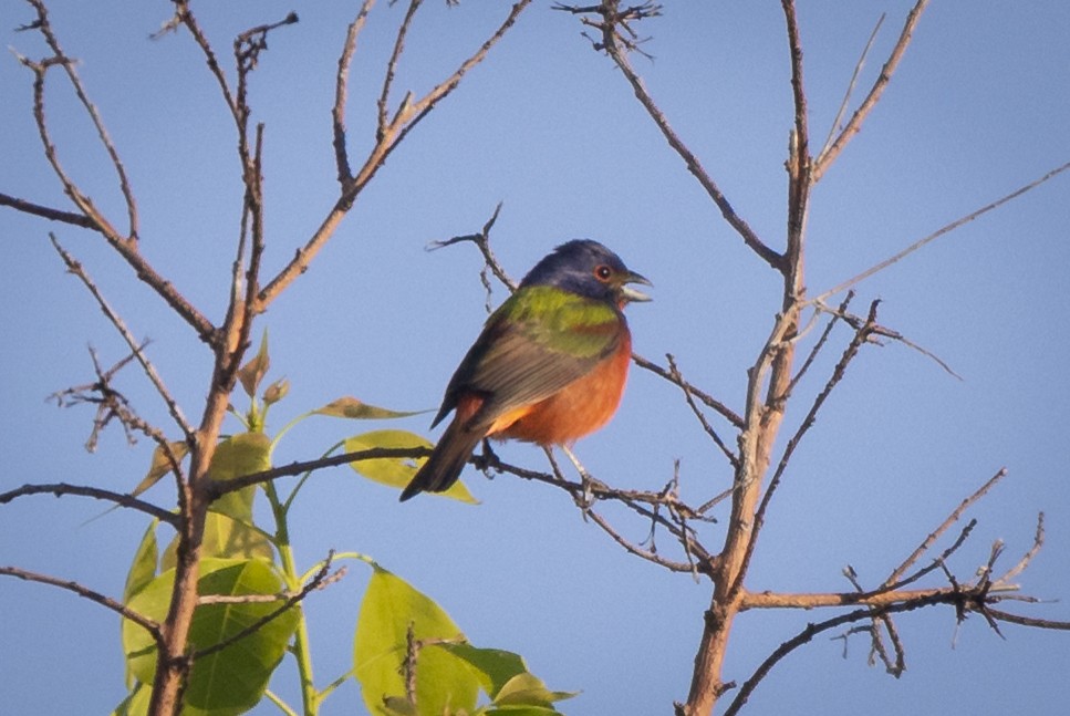 Painted Bunting - ML635139454
