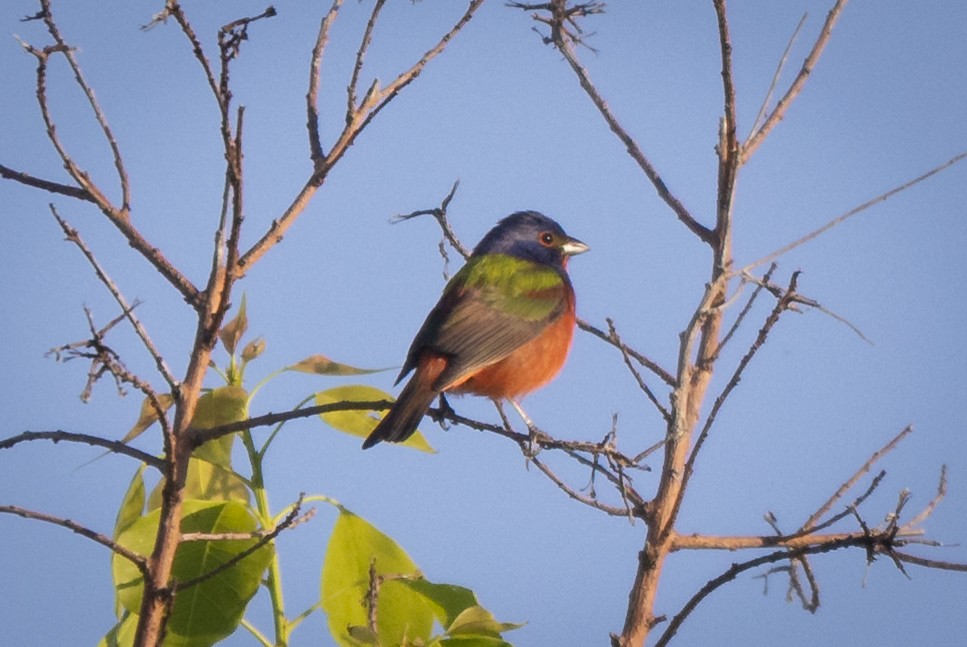 Painted Bunting - ML635139455