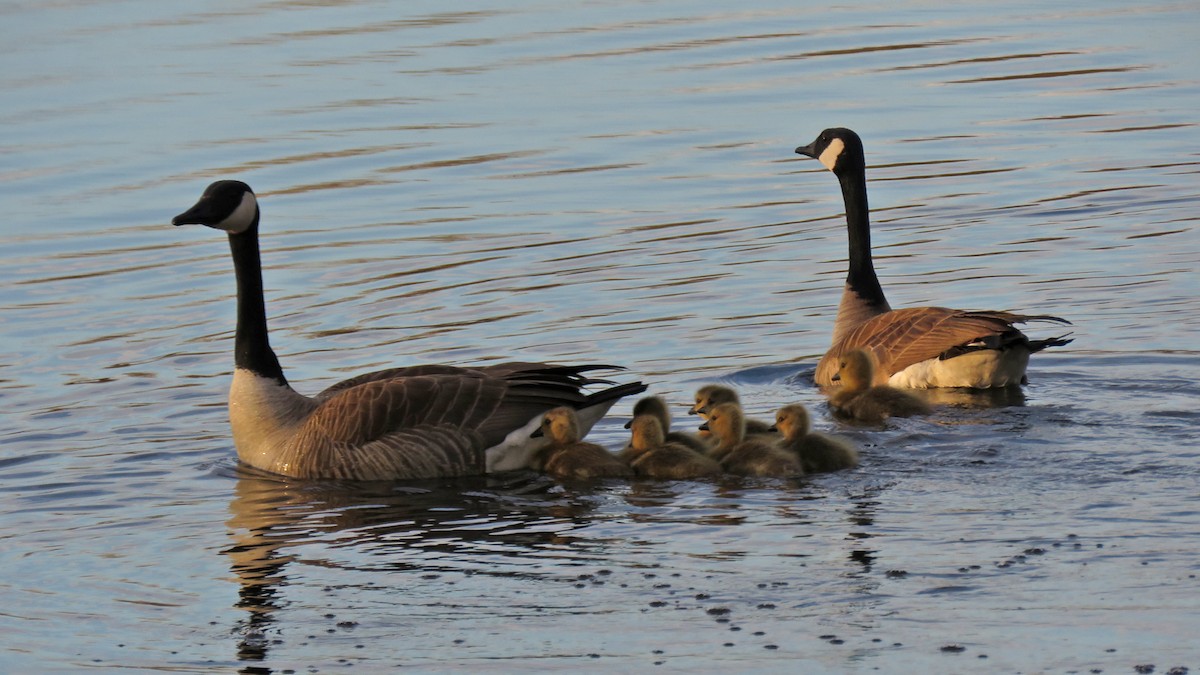 Canada Goose - ML635139490