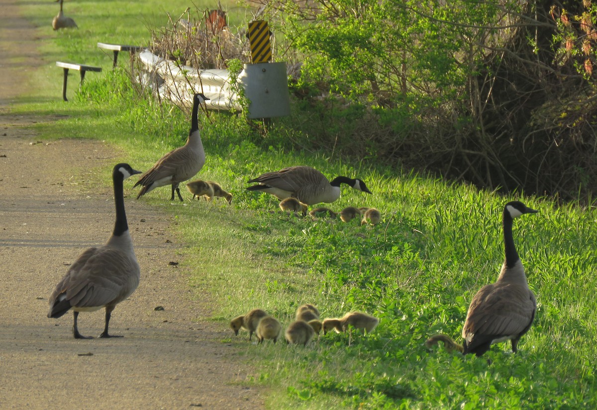 Canada Goose - ML635139491