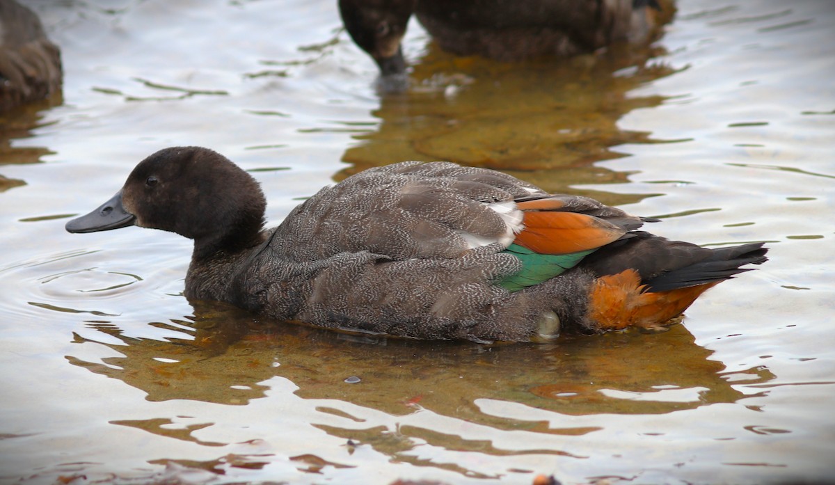 Paradise Shelduck - ML635139508