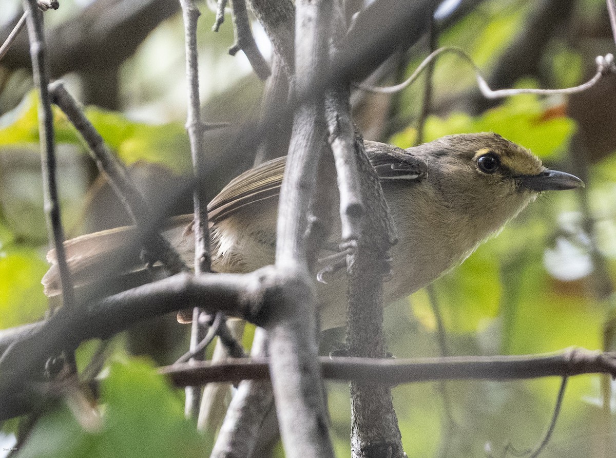eBird Checklist - 5 May 2025 - Florida Atlantic University - 2 species