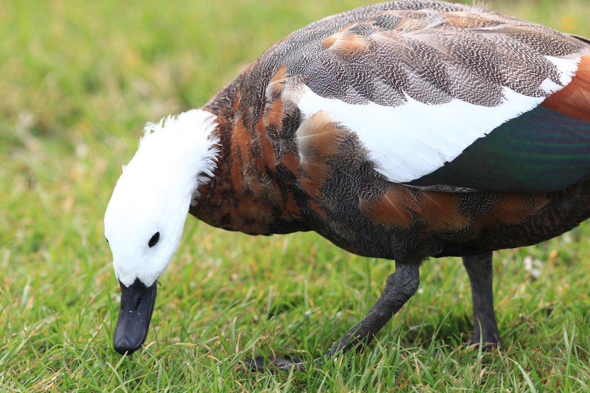 Paradise Shelduck - ML635139526