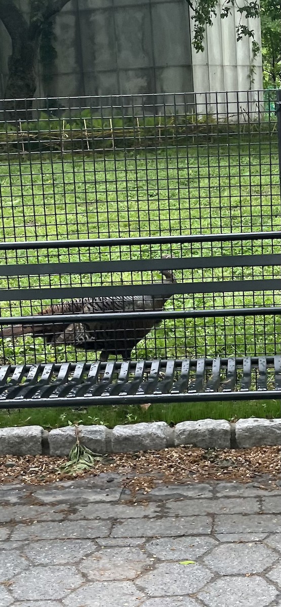 Wild Turkey - ML635139533