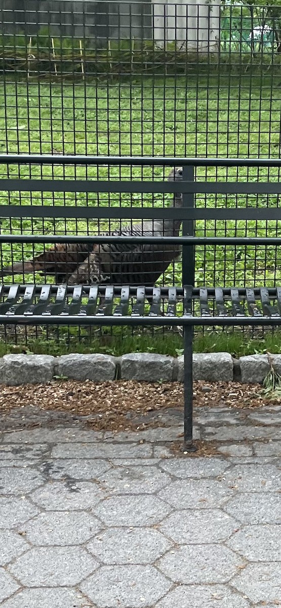 Wild Turkey - ML635139534