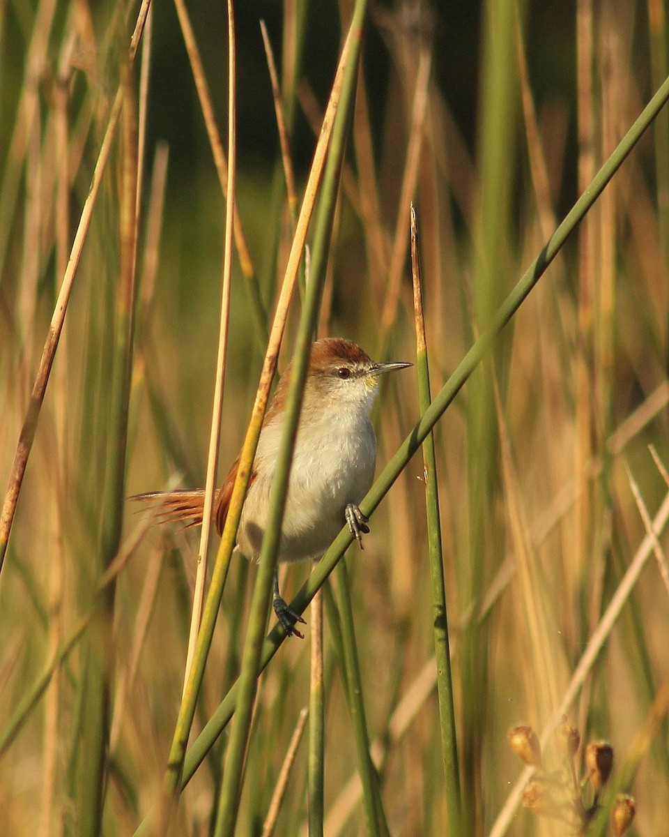 Yellow-chinned Spinetail - ML635139554