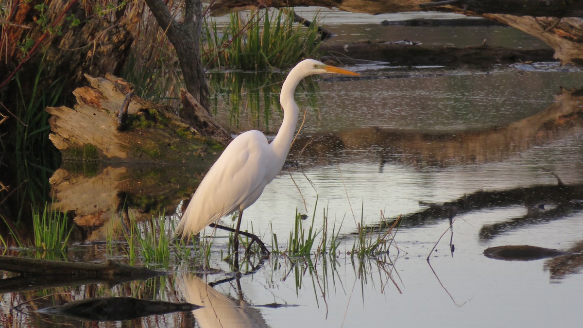 Great Egret - ML635139557
