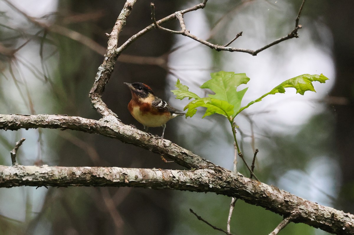 Bay-breasted Warbler - ML635139707