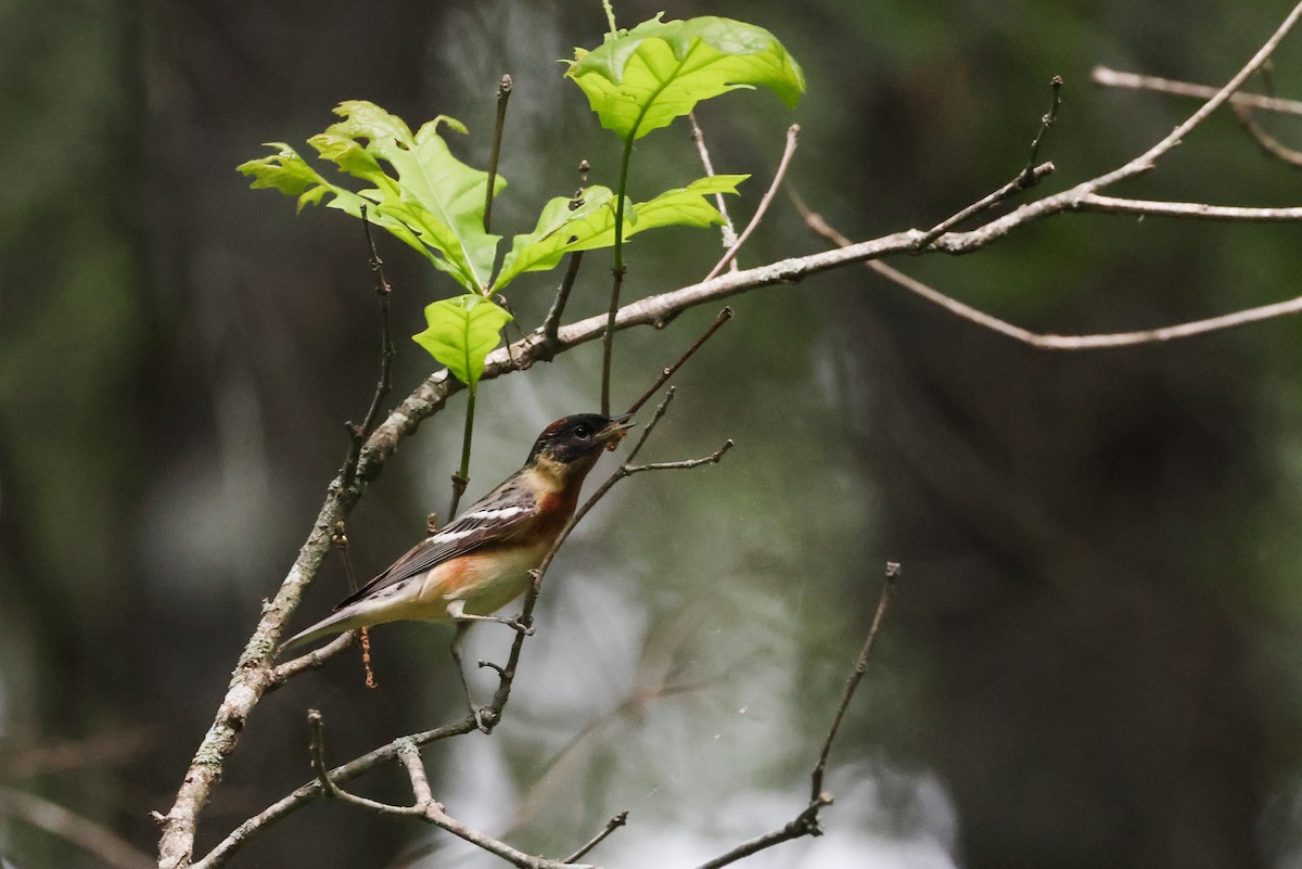 Bay-breasted Warbler - ML635139717