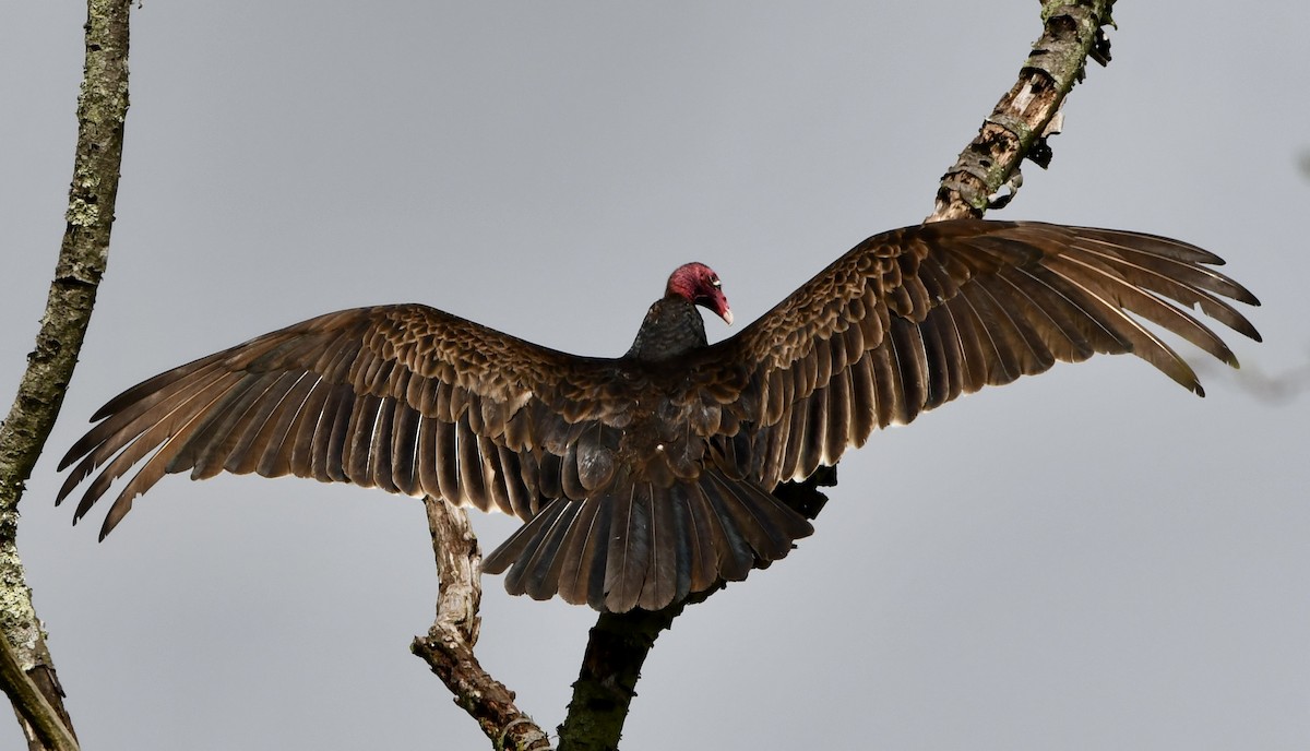 Urubu à tête rouge - ML635139855