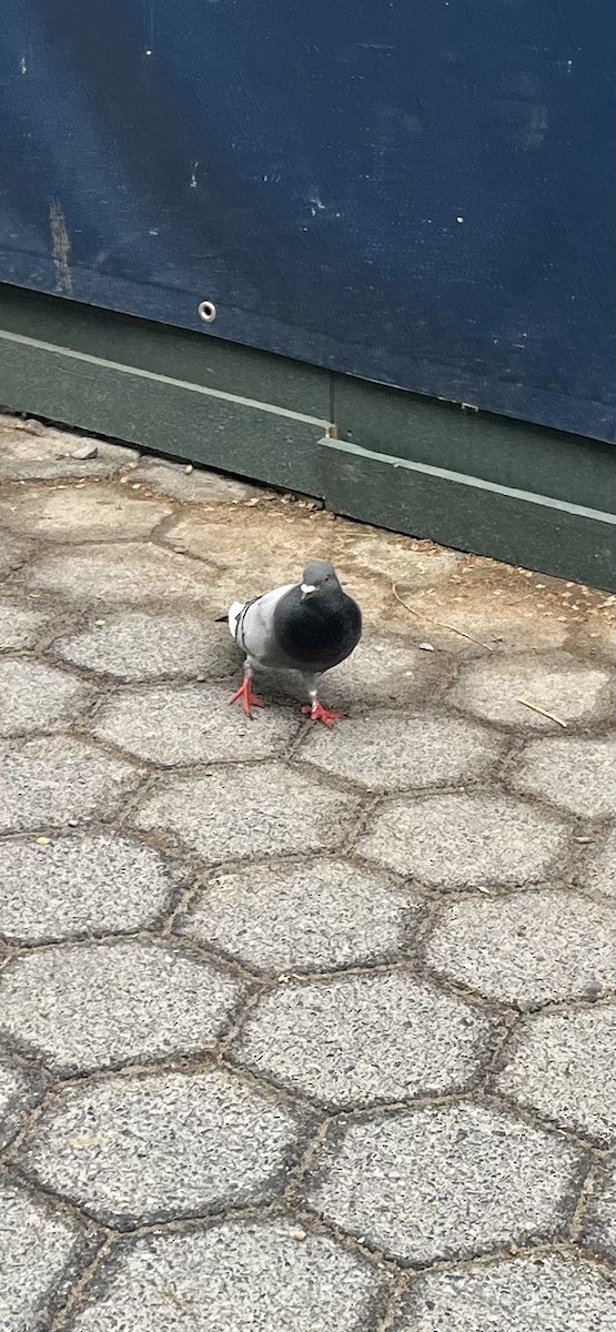 Rock Pigeon (Feral Pigeon) - ML635139863