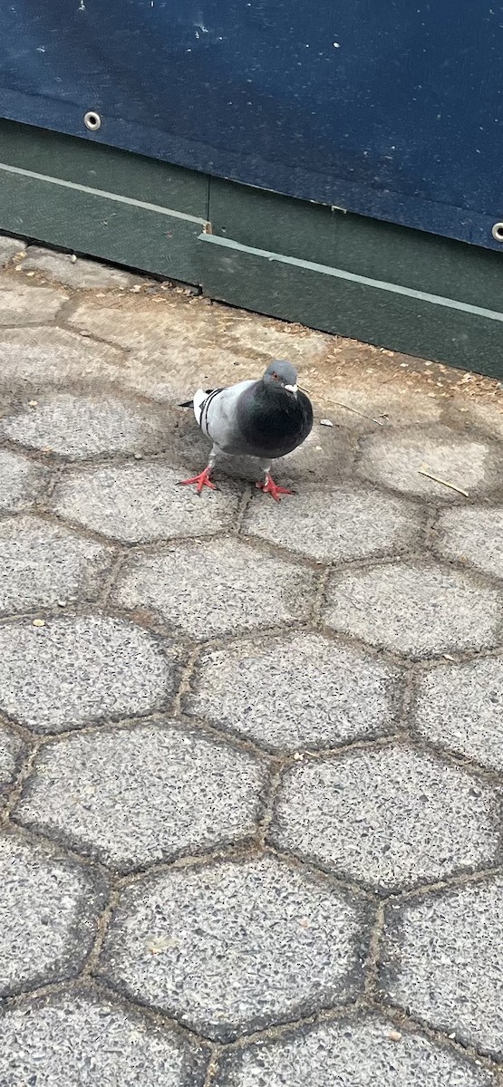 Rock Pigeon (Feral Pigeon) - ML635139864