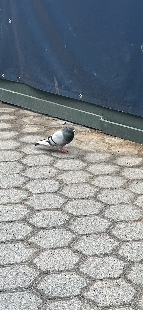 Rock Pigeon (Feral Pigeon) - ML635139865