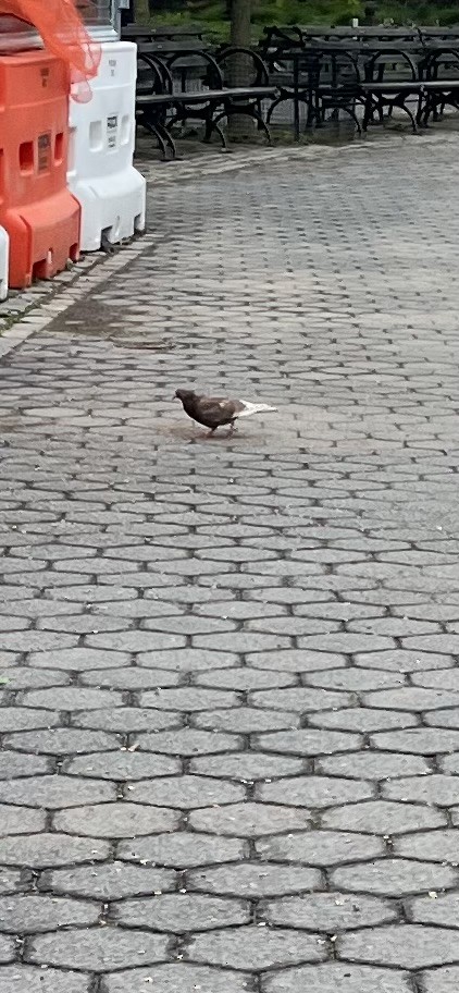 Rock Pigeon (Feral Pigeon) - ML635139866