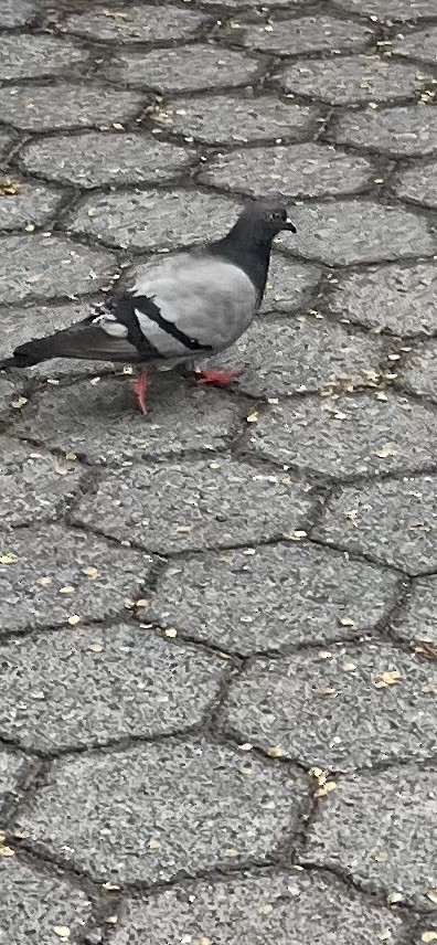 Rock Pigeon (Feral Pigeon) - ML635139867
