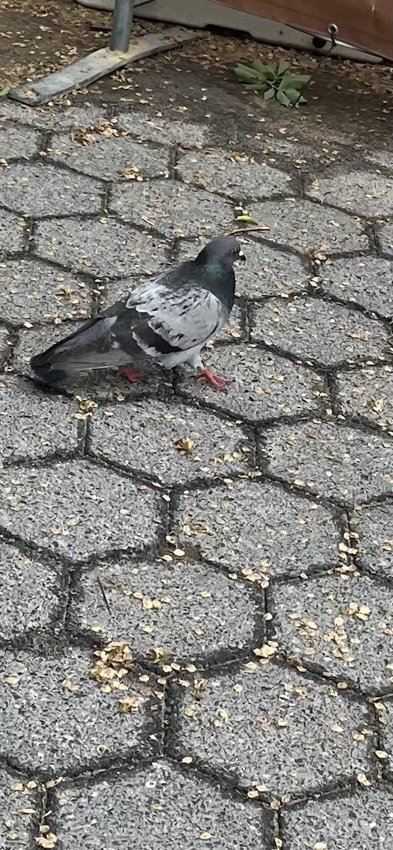Rock Pigeon (Feral Pigeon) - ML635139868