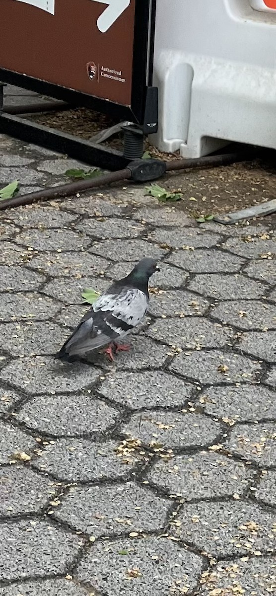 Rock Pigeon (Feral Pigeon) - ML635139869
