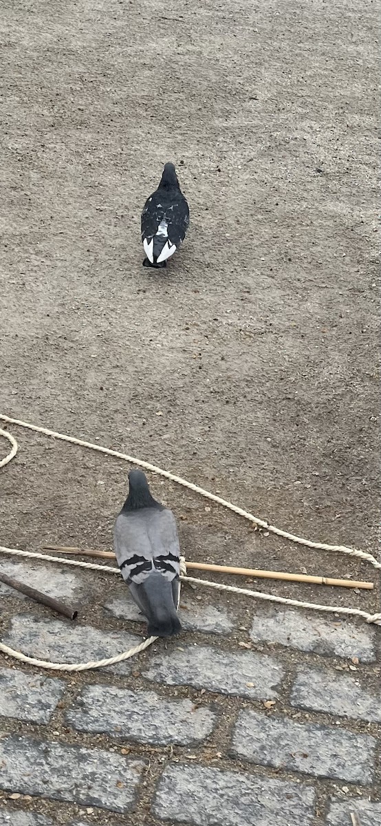 Rock Pigeon (Feral Pigeon) - ML635139871