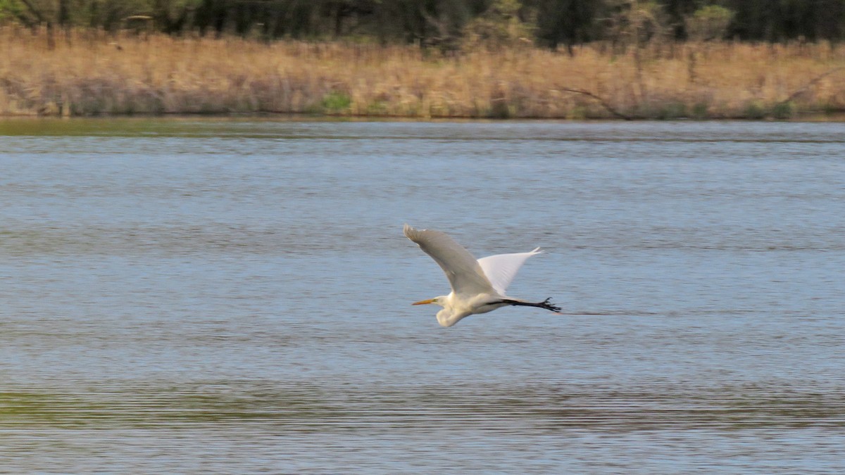 Great Egret - ML635139893
