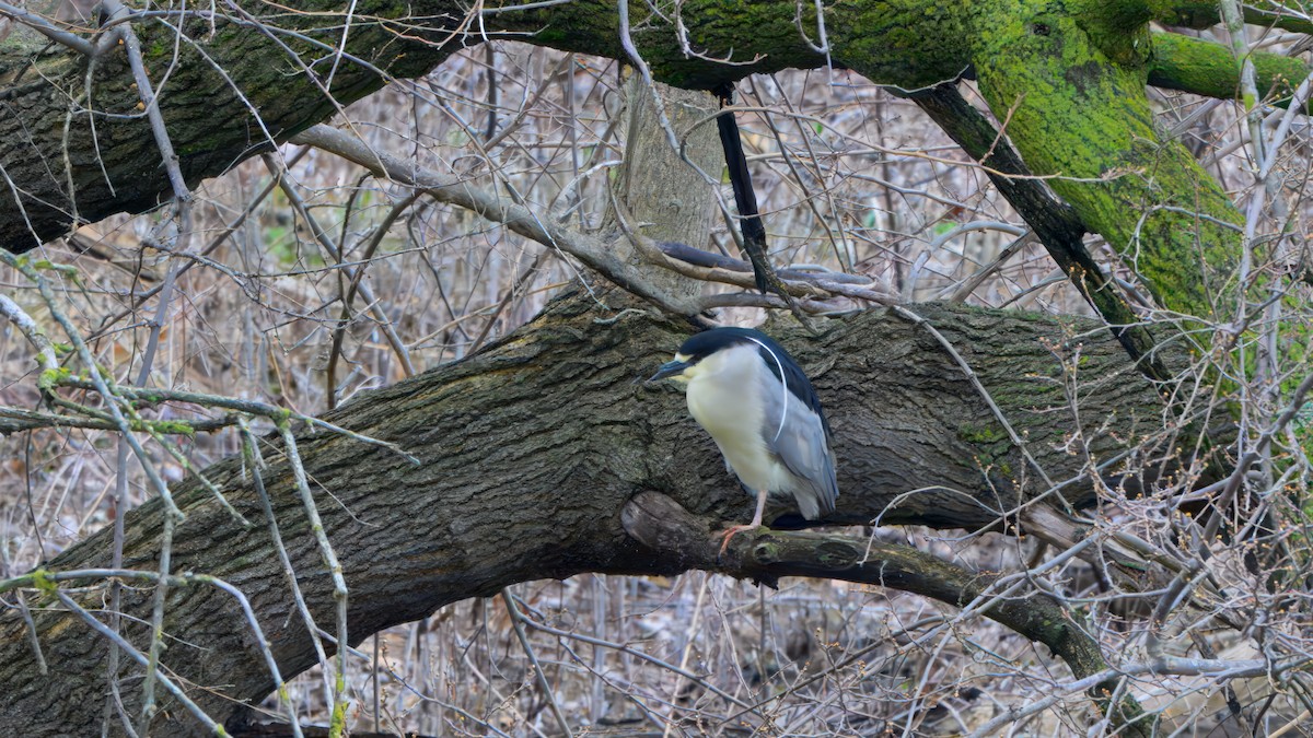 Black-crowned Night Heron - ML635139918