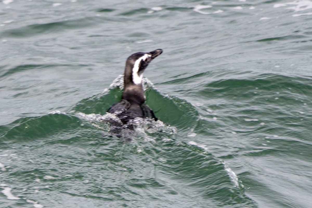 Magellanic Penguin - ML635139930