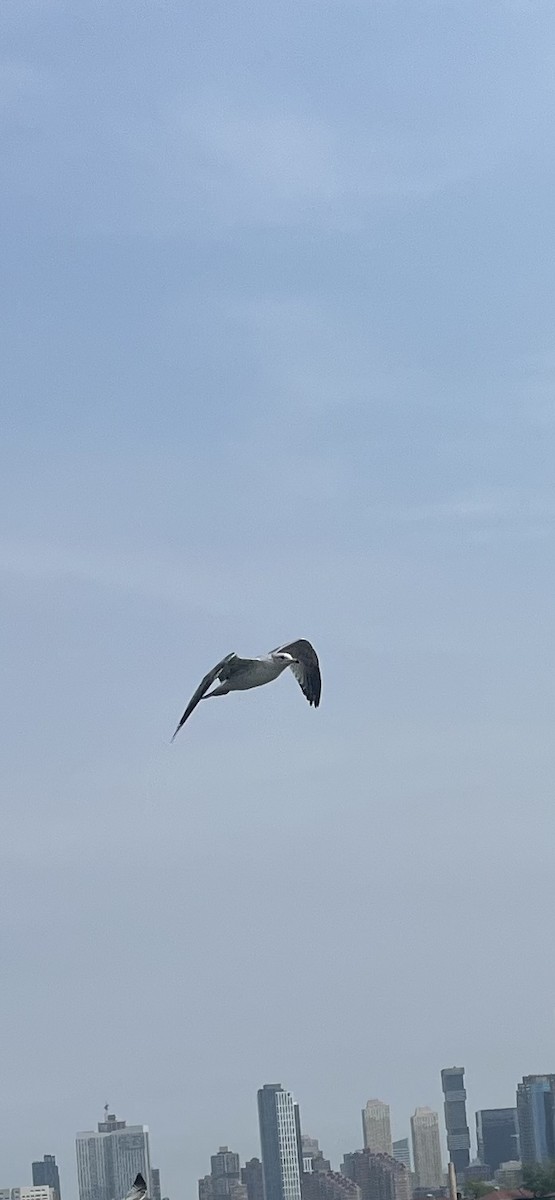 Ring-billed Gull - ML635139938