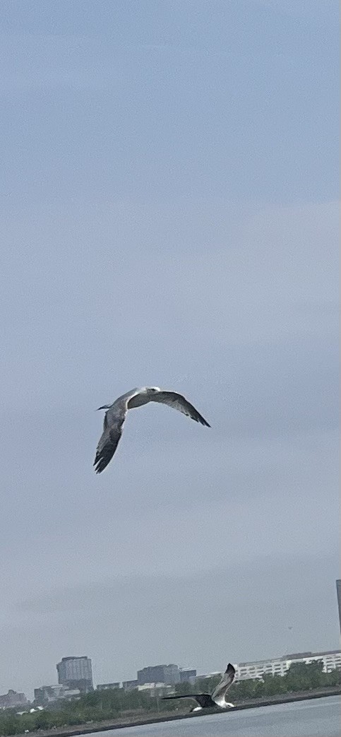 Ring-billed Gull - ML635139939