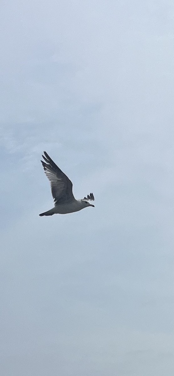Ring-billed Gull - ML635139940